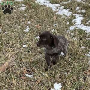Ruby, German Shorthaired Pointer Puppy