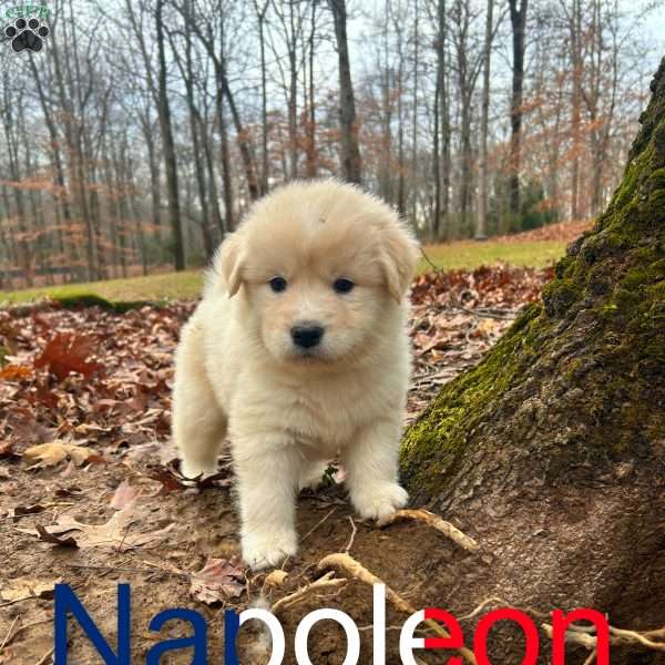 Napoleon, Newfoundland Mix Puppy