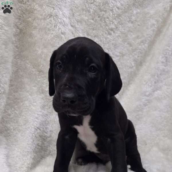 Jethro, Great Dane Puppy