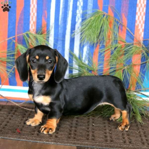 Ebony, Dachshund Puppy