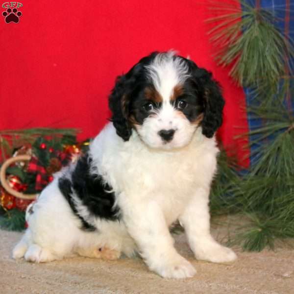 Ebony, Cavapoo Puppy