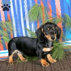 Ebony, Dachshund Puppy