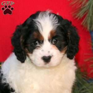 Ebony, Cavapoo Puppy