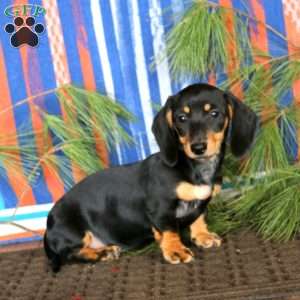 Ebony, Dachshund Puppy