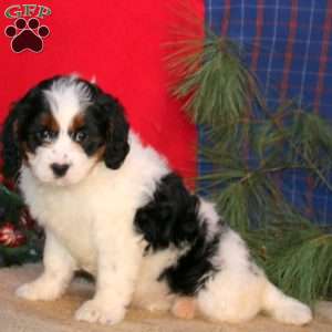 Ebony, Cavapoo Puppy