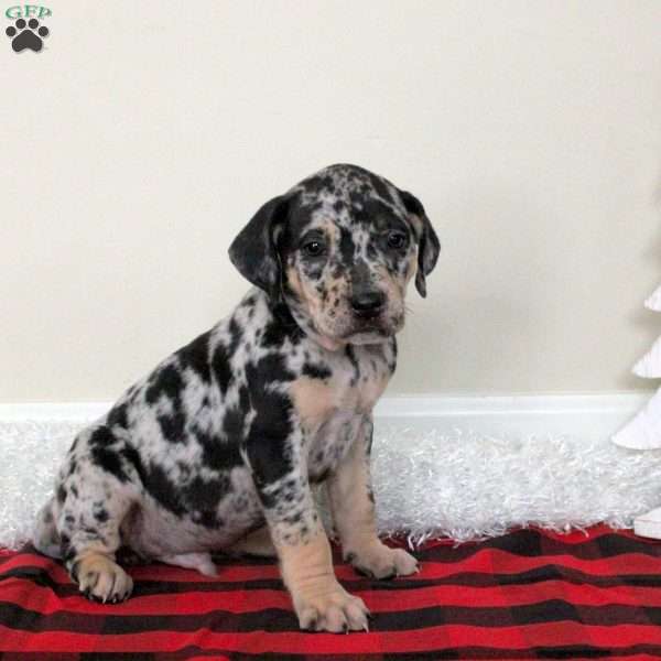 Echo, Catahoula Bulldog Puppy
