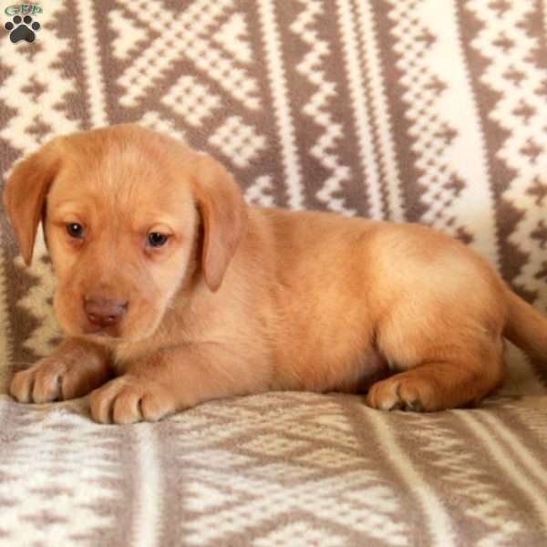 Echo, Yellow Labrador Retriever Puppy