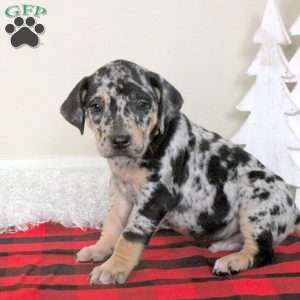 Echo, Catahoula Bulldog Puppy