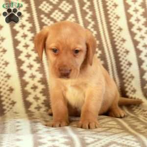 Echo, Yellow Labrador Retriever Puppy