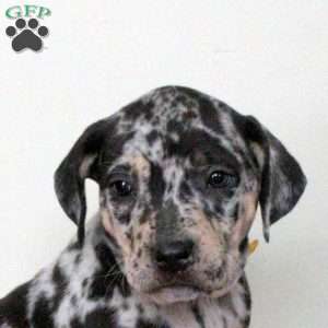 Echo, Catahoula Bulldog Puppy