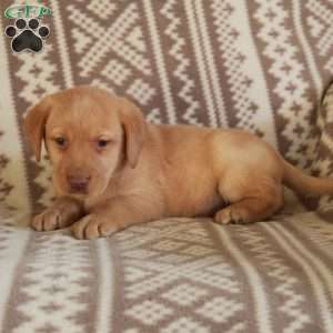 Echo, Yellow Labrador Retriever Puppy