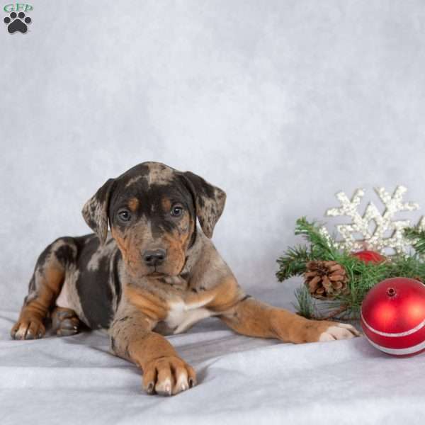 Jolly, Catahoula Leopard Dog Puppy