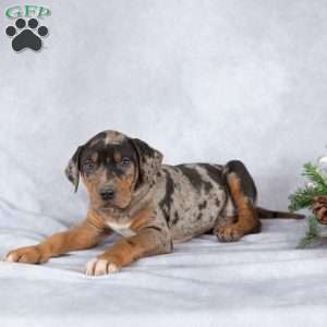 Jolly, Catahoula Leopard Dog Puppy