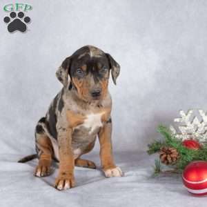 Jolly, Catahoula Leopard Dog Puppy