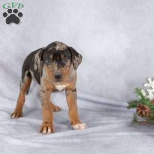 Jolly, Catahoula Leopard Dog Puppy