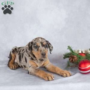 Juniper, Catahoula Leopard Dog Puppy