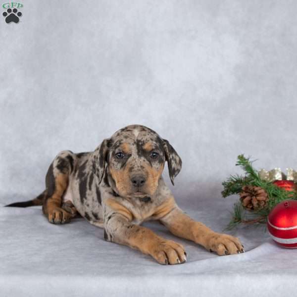 Juniper, Catahoula Leopard Dog Puppy