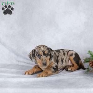 Juniper, Catahoula Leopard Dog Puppy