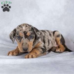 Juniper, Catahoula Leopard Dog Puppy