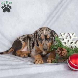 Juniper, Catahoula Leopard Dog Puppy