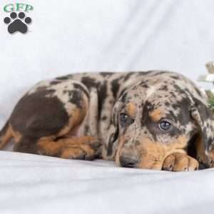 Juniper, Catahoula Leopard Dog Puppy
