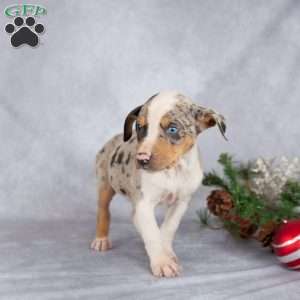 Joy, Catahoula Leopard Dog Puppy