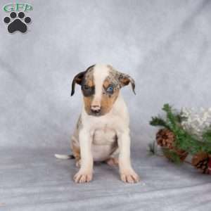 Joy, Catahoula Leopard Dog Puppy