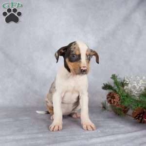 Joy, Catahoula Leopard Dog Puppy