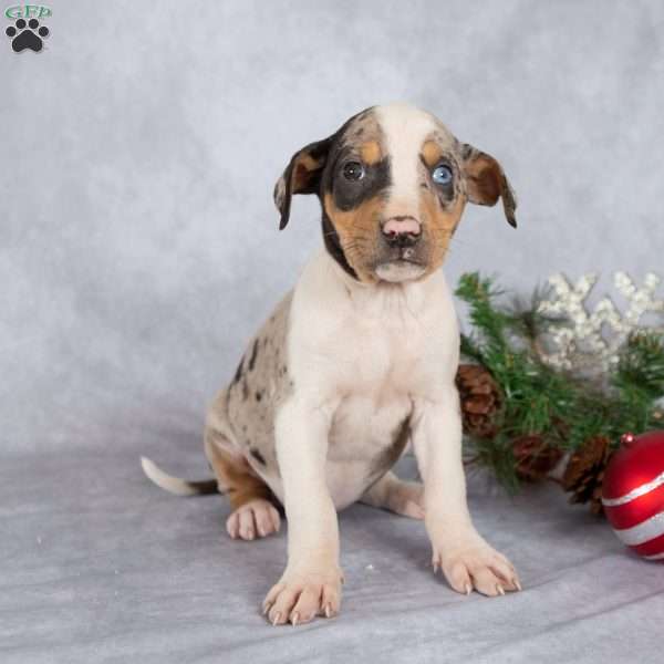 Joy, Catahoula Leopard Dog Puppy