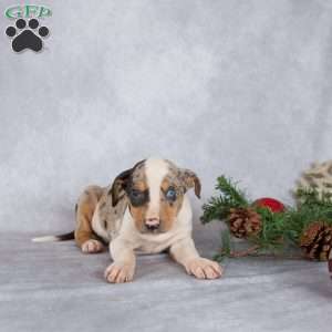 Joy, Catahoula Leopard Dog Puppy