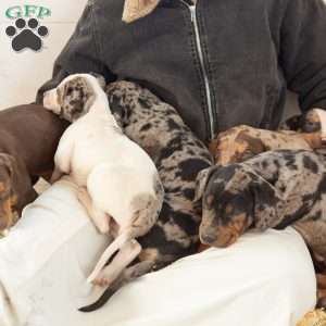 Joy, Catahoula Leopard Dog Puppy