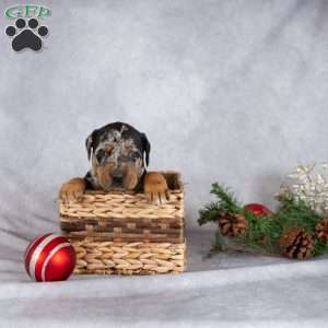 Magic, Doberman Mix Puppy