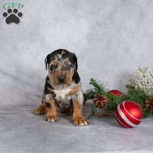 Magic, Doberman Mix Puppy