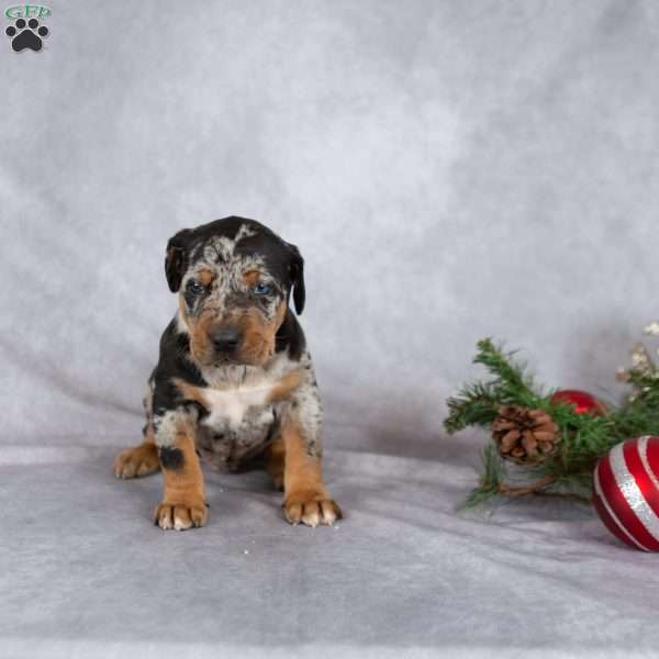 Magic, Doberman Mix Puppy