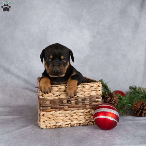 Marshmallow, Doberman Mix Puppy