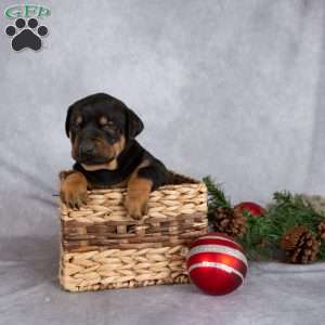 Marshmallow, Doberman Mix Puppy