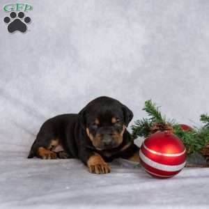 Marshmallow, Doberman Mix Puppy