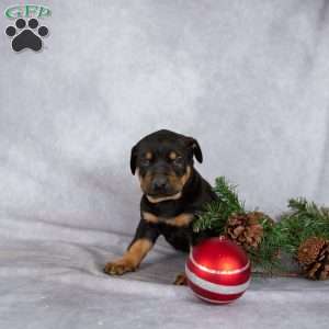 Marshmallow, Doberman Mix Puppy