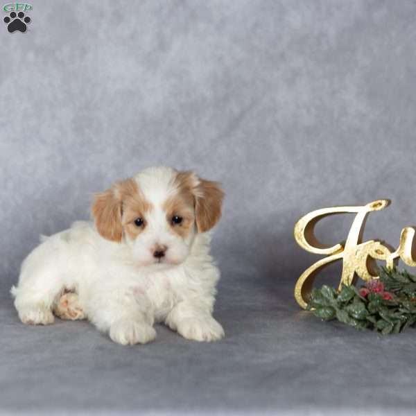 Jasper, Maltipoo Puppy