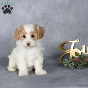 Jasper, Maltipoo Puppy