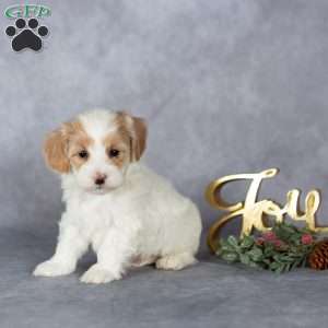 Jasper, Maltipoo Puppy