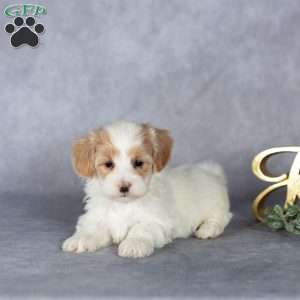 Jasper, Maltipoo Puppy