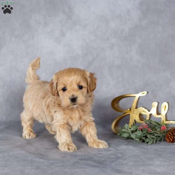 Jenkins, Maltipoo Puppy
