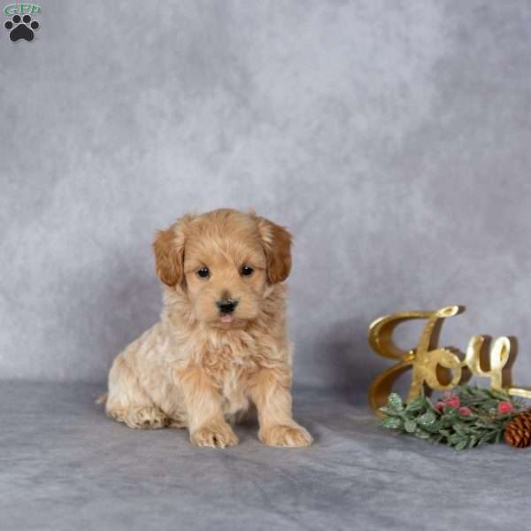 Jordy, Maltipoo Puppy