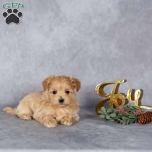 Jolie, Maltipoo Puppy