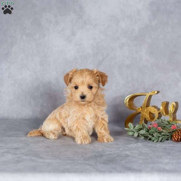 Jolie, Maltipoo Puppy