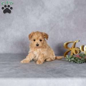 Jolie, Maltipoo Puppy