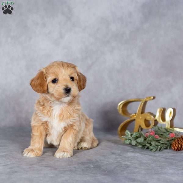Juniper, Maltipoo Puppy