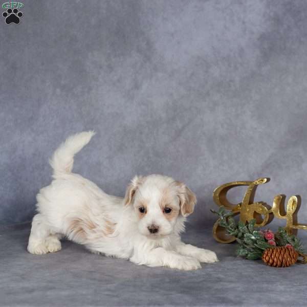 Ranger, Maltipoo Puppy