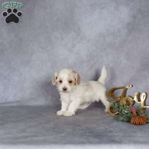 Ranger, Maltipoo Puppy